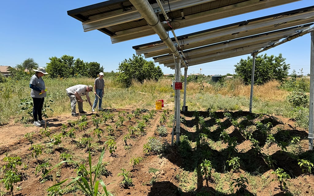 Rows of crops grow under solar panels while farmers work on the side of Spaces of Opportunity’s agrivoltaic plot in Phoenix. (Photo courtesy of Sarah Bendok)
