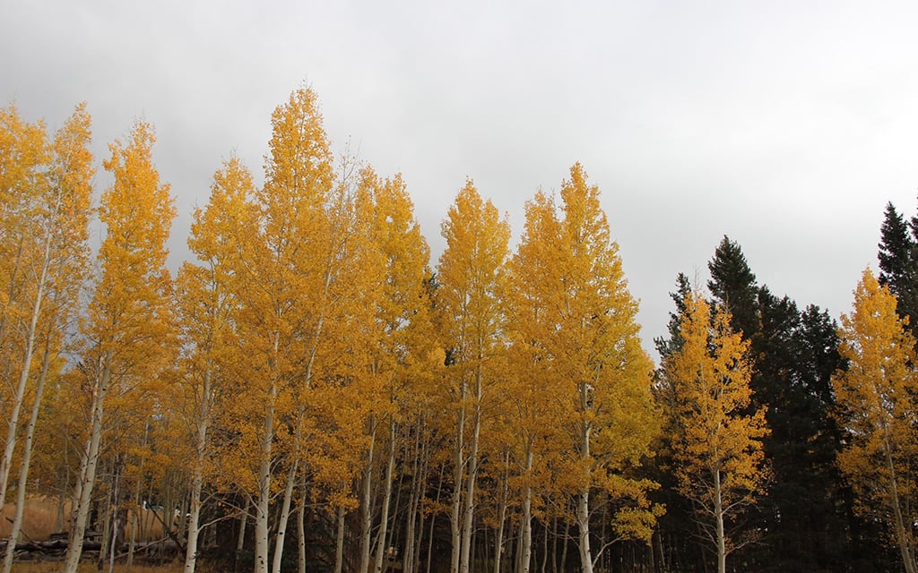 The bright yellow aspen trees north of Flagstaff are the idea backdrop for athletes who come to Arizona to train in high altitude. Many have gone on to become Olympians. (File photo by Payton Major/Cronkite News)