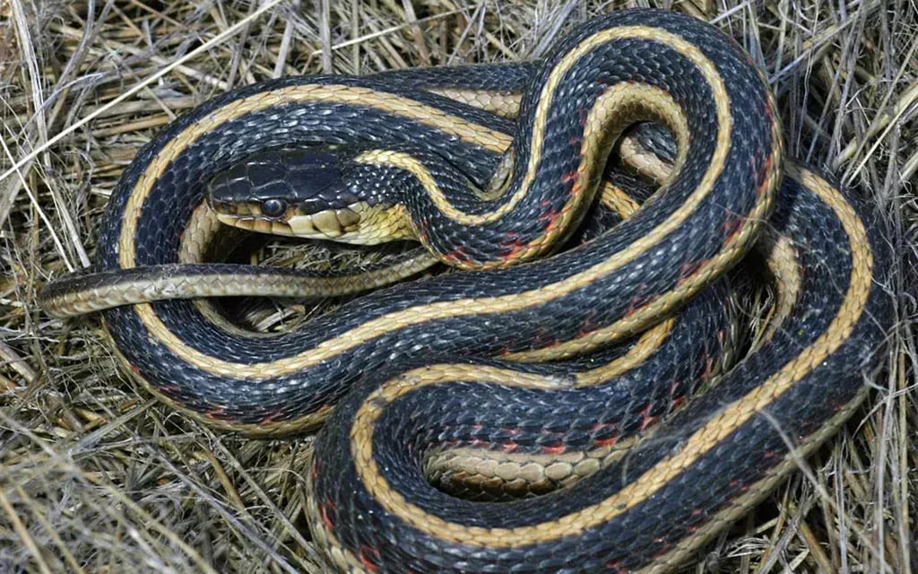 Conservationists say cattle grazing on federal lands in Arizona has pushed a threatened garter snake closer to extinction