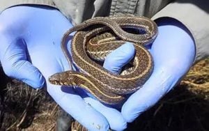 Adult female northern Mexican garter snake with implanted radio transmitter. (Photo courtesy of the National Park Service)