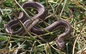 A neonate (young snake) northern Mexican garter snake. (Photo courtesy of the National Park Service)