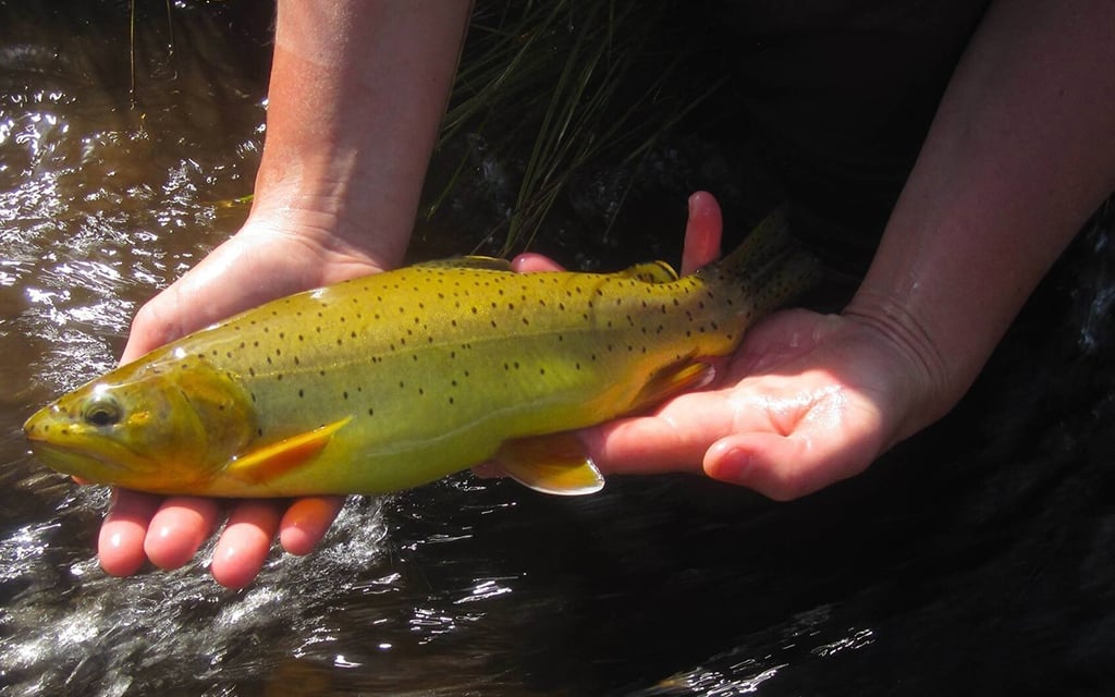 A person holds a large, speckled yellow and brown trout over rippling water, gently supporting it with spread fingers.