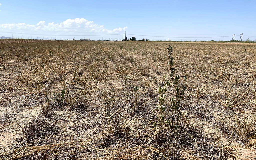 A dry field with sparse alfalfa and a clear blue sky with clouds.