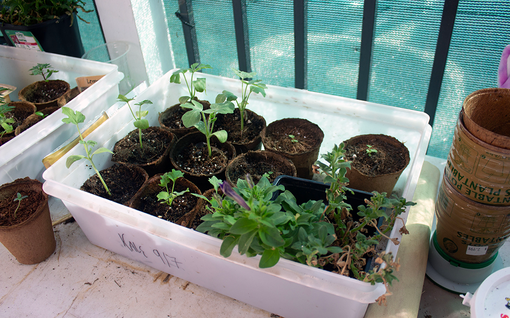 Seedlings growing in biodegradable pots within a white plastic container on a sunny surface.