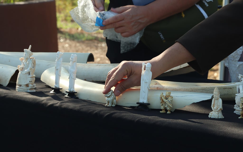 ‘Toss the Tusk’ educates Phoenix Zoo guests on illegal ivory trading, allows ivory surrender