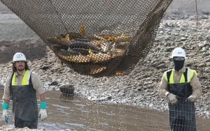 Two SRP workers watch as a net full of white amur fish, collected by the canal cleanup crew, are transported in Mesa