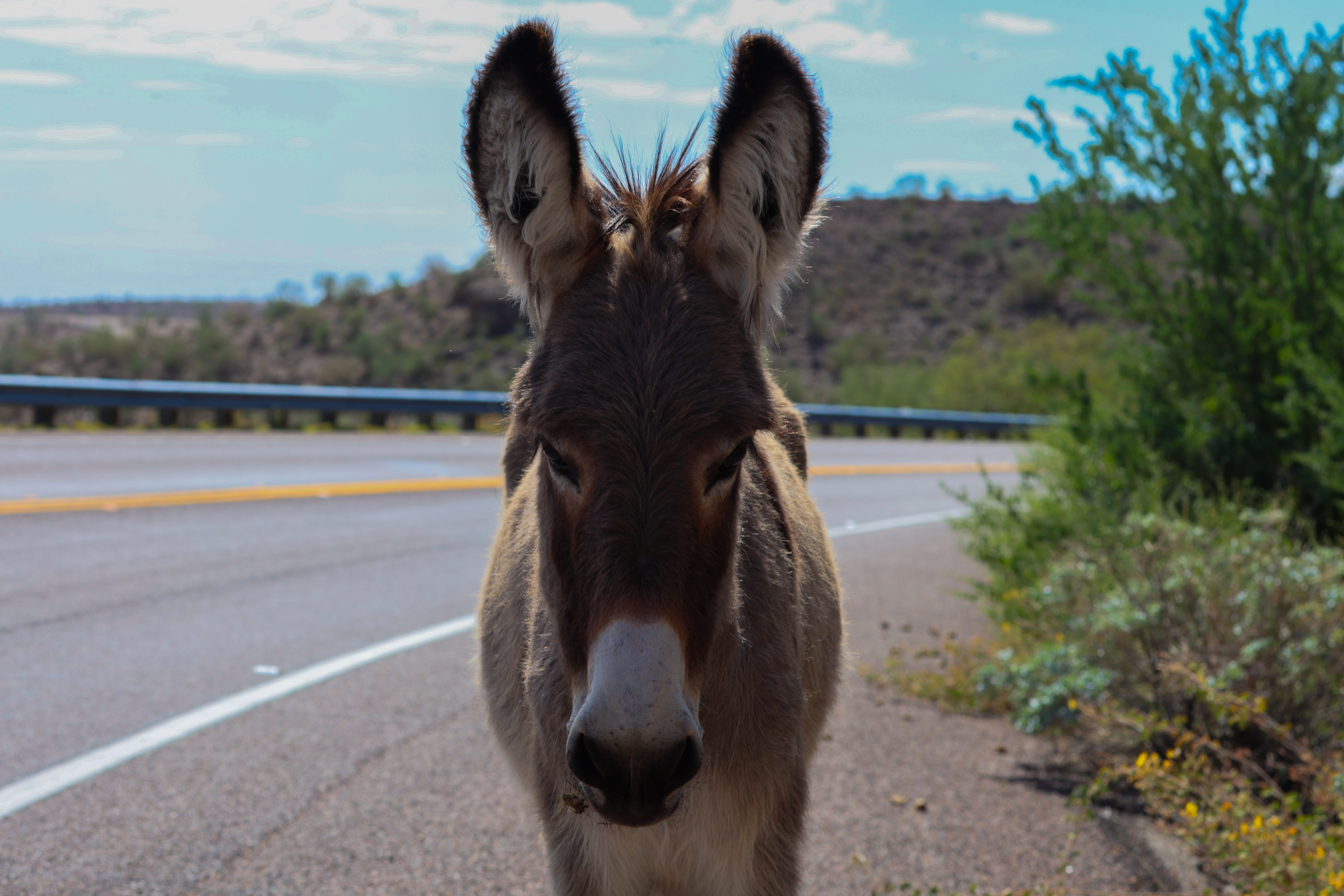 Wild donkeys threaten saguaros and other vital plants in the Sonoran Desert